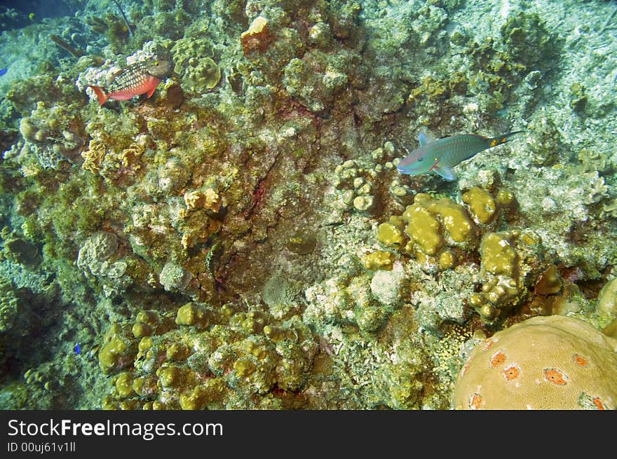 Two parrotfish above colorful coral reef in caribbean sea near roatan honduras. Two parrotfish above colorful coral reef in caribbean sea near roatan honduras