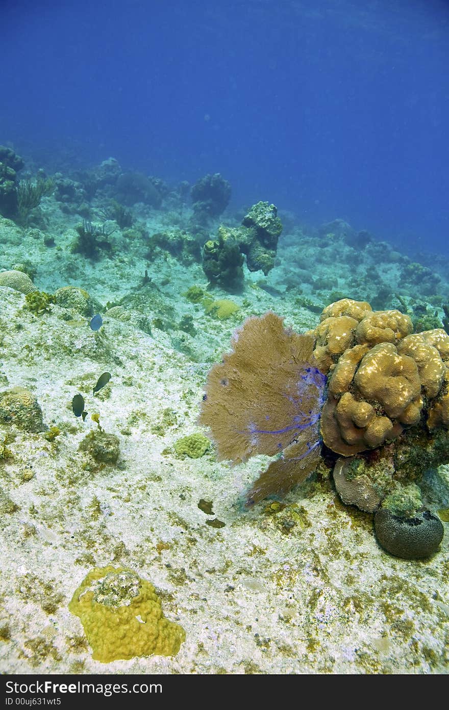 Gorgonian fan and coral reef in caribbean sea near roatan honduras