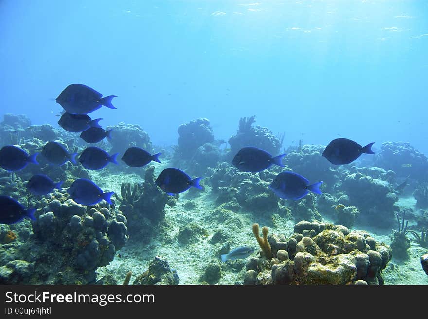 School of blue tang surgeonfish in blue water