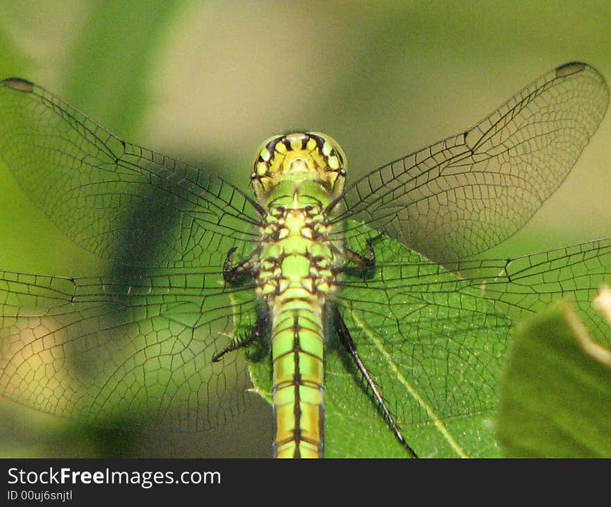 Macro Shot of Dragonfly Napping on a Leaf. Macro Shot of Dragonfly Napping on a Leaf