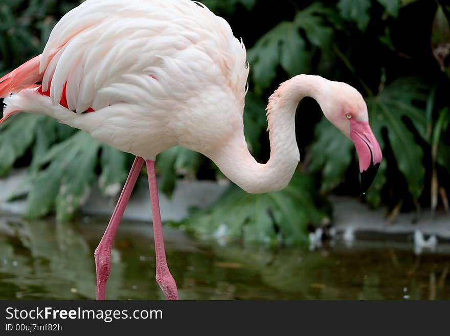 A cute flamingo in sun light