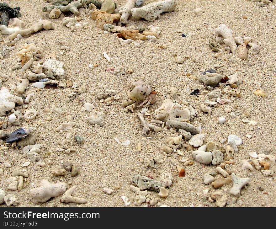 Coral beach