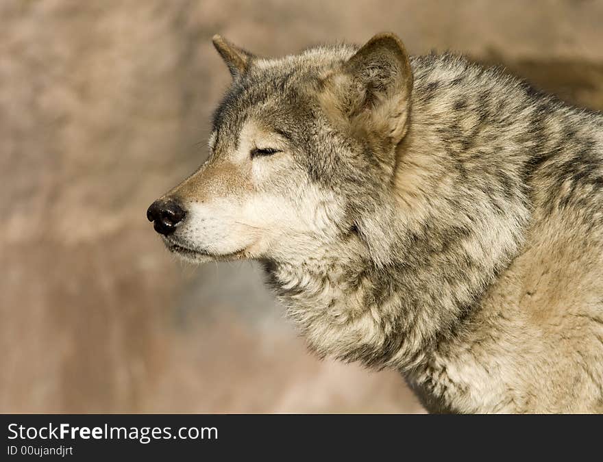 Brown Wolf blinking at sun