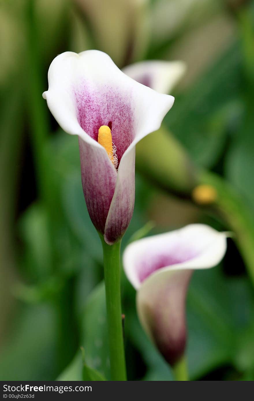 Nameless Flower Close Up