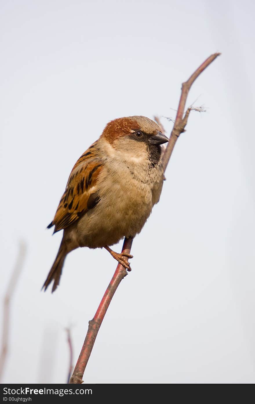 Sparrow in a classical position on a branch