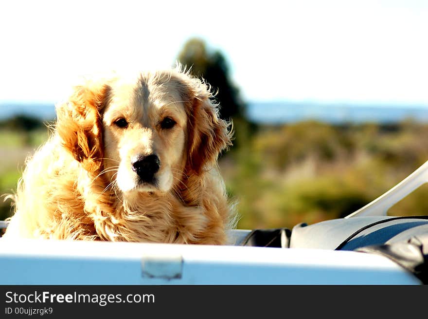 Golden retriever off the back of a pickup truck