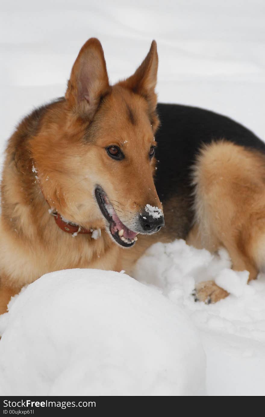 The German shepherd laying in snow