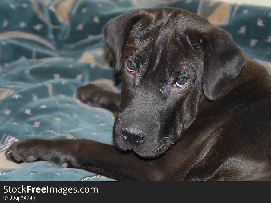 Dog laying in a sofa