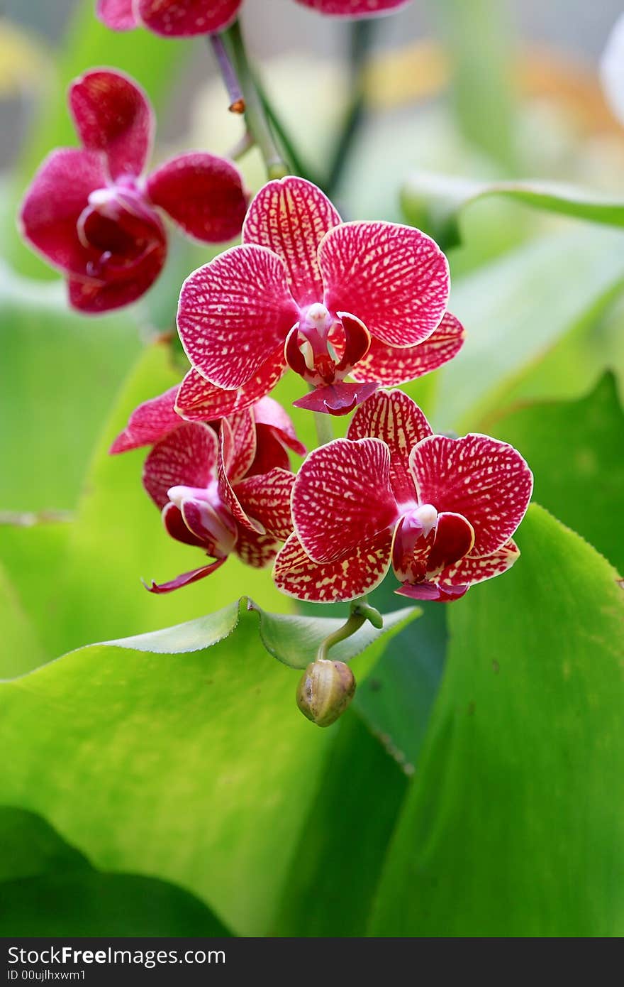 Clourful orchid close up in sun light