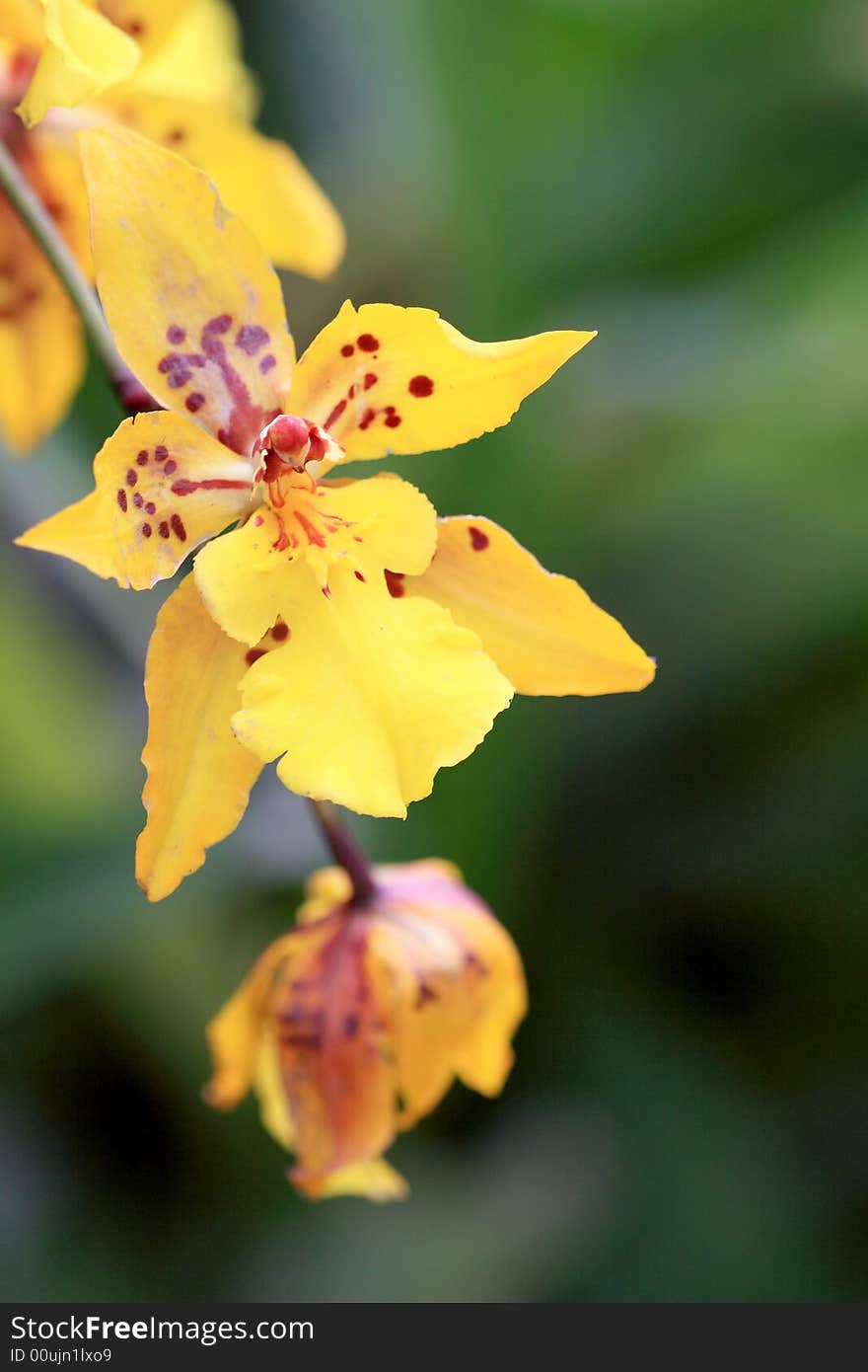 Clourful orchid close up in sun light