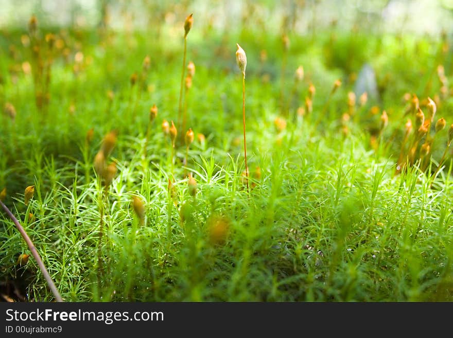 Gently zlenaya grass in the sun light