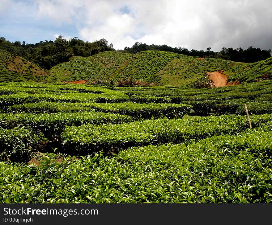 Tea plantation