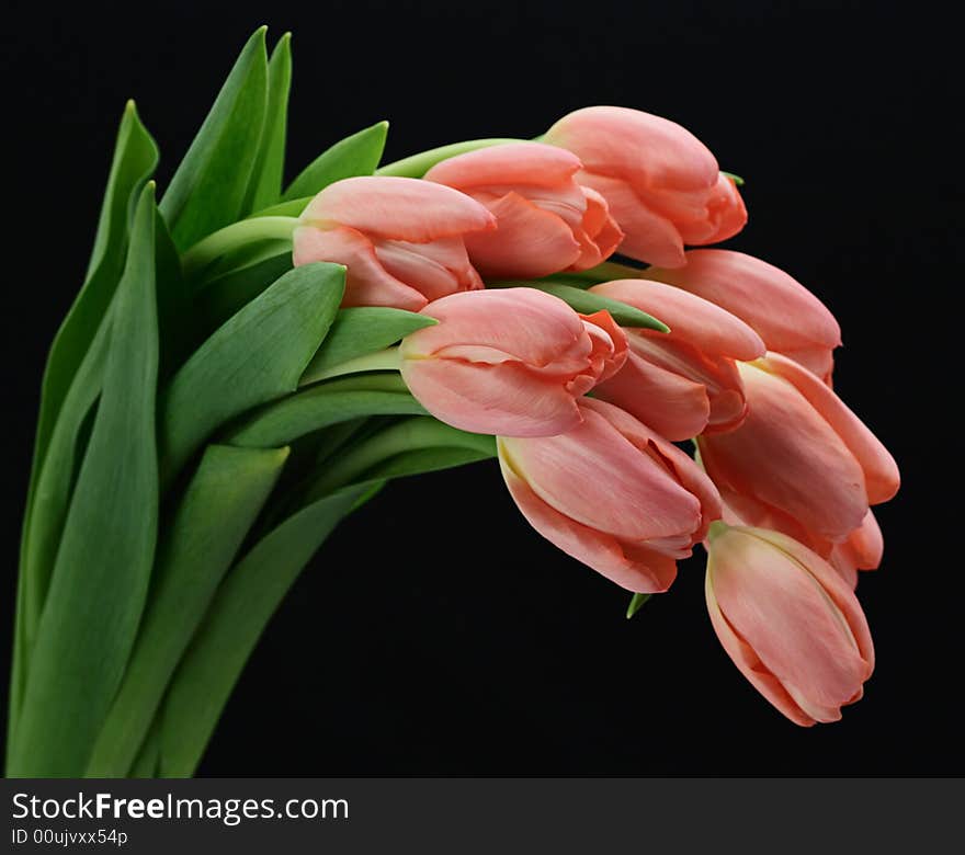 Pink tulips