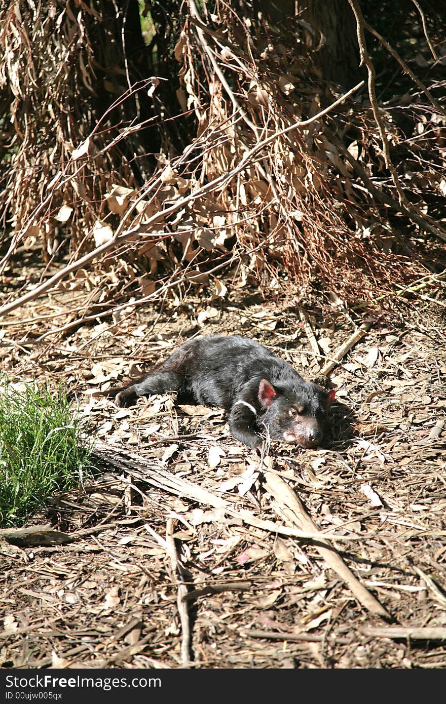 Tasmanian Devil, Tasmania, Australia