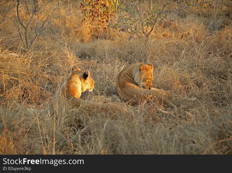 Lions on Safari, Sabie Sands Game Reserve, South Africa