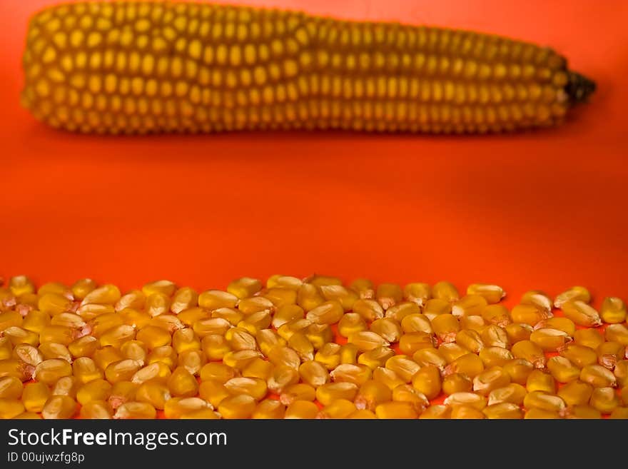 Corn seeds with corn clip