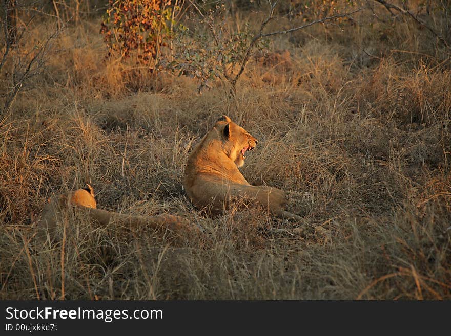 Lions on Safari, Sabie Sands Game Reserve, South Africa