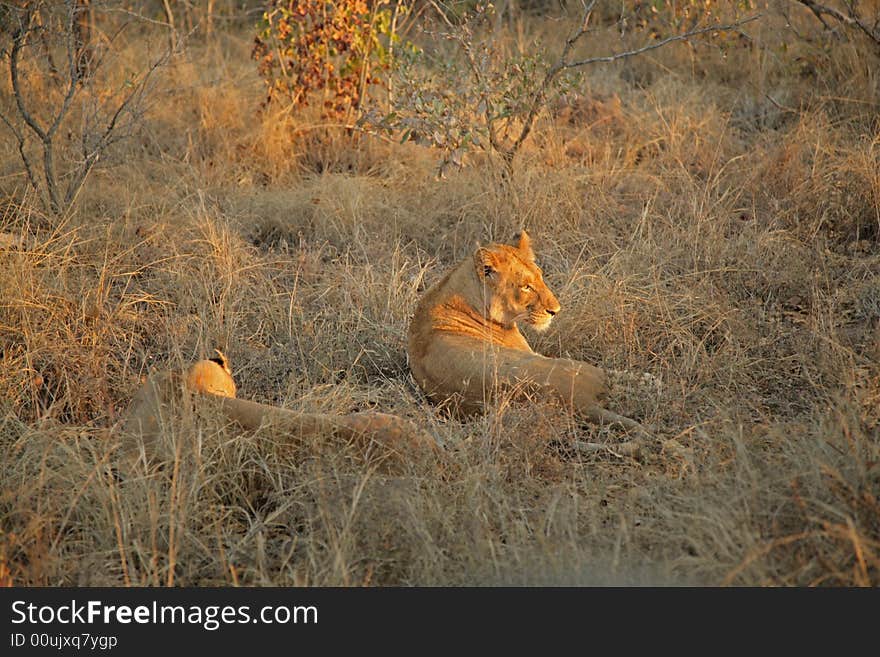 Lions on Safari, Sabie Sands