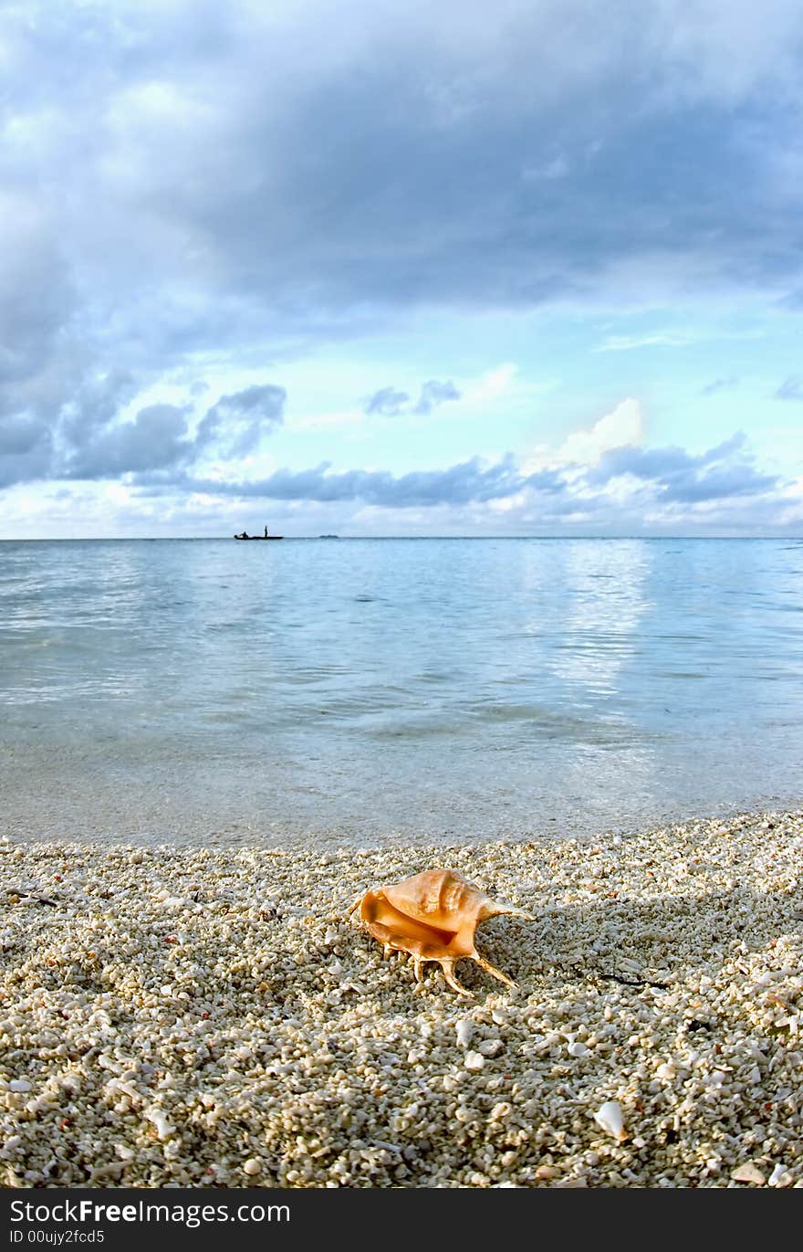 Cockleshell on the beach