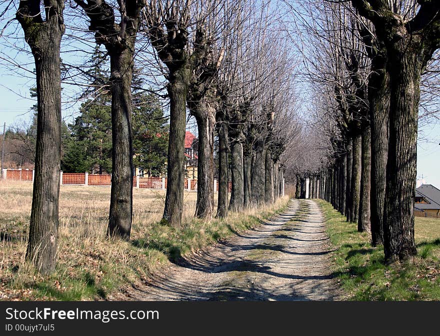 Line of trees about a way in spring sunny weather