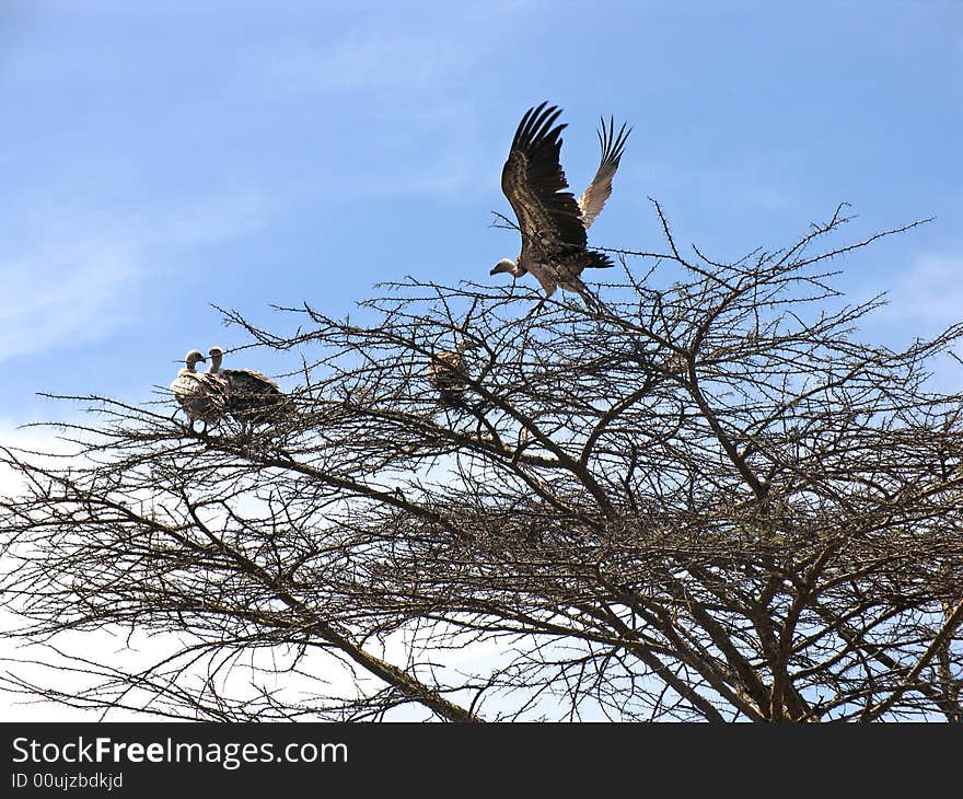 Vulture Nests