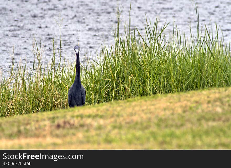 Great Blue Heron