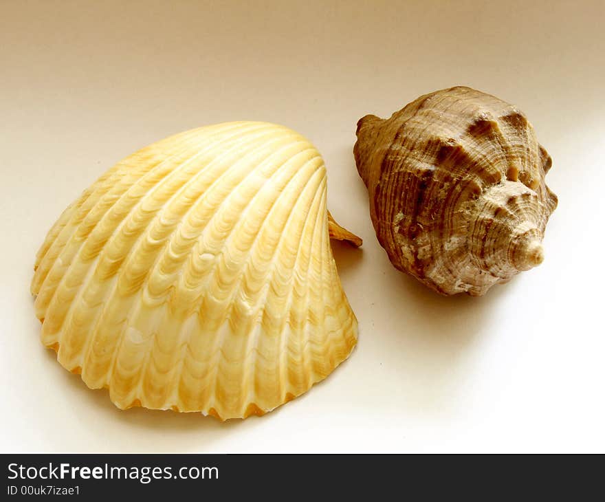 Photo of sea shells on a white background