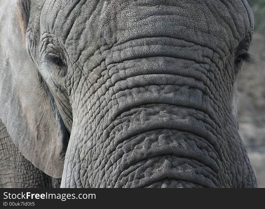 Elephants head, eyes and trunk. Elephants head, eyes and trunk