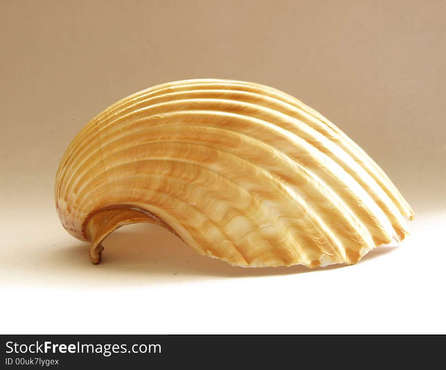 Shell