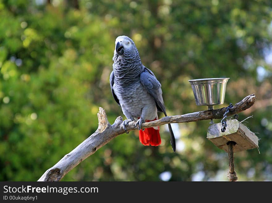 An exotic bird sits on a branch on a hot spring afternoon. An exotic bird sits on a branch on a hot spring afternoon.