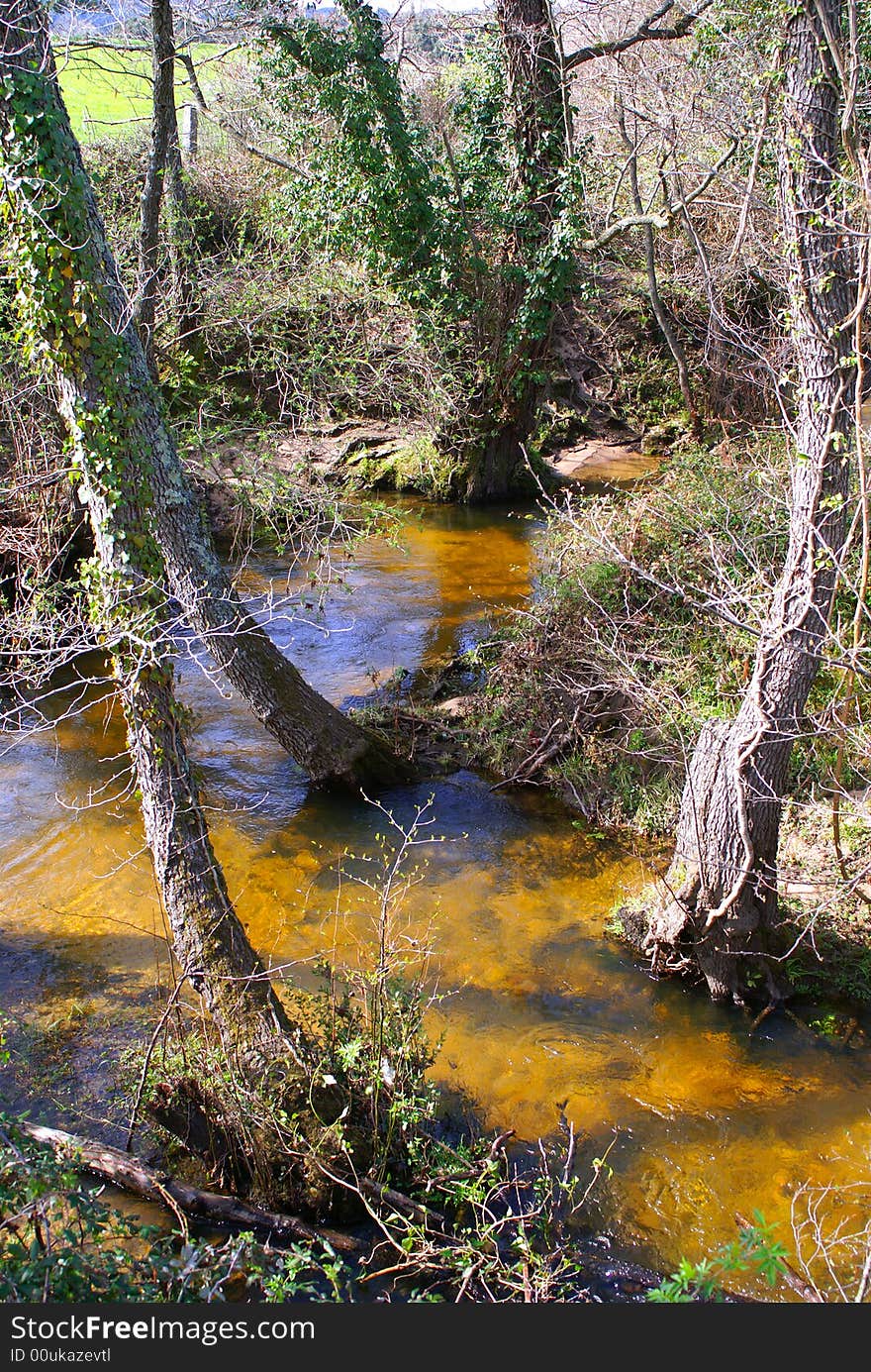 Little stream in a nice little forest