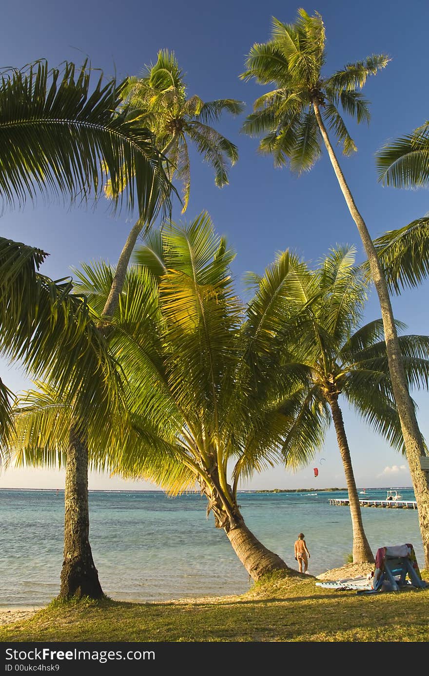 Coconut trees on moorea in south seas