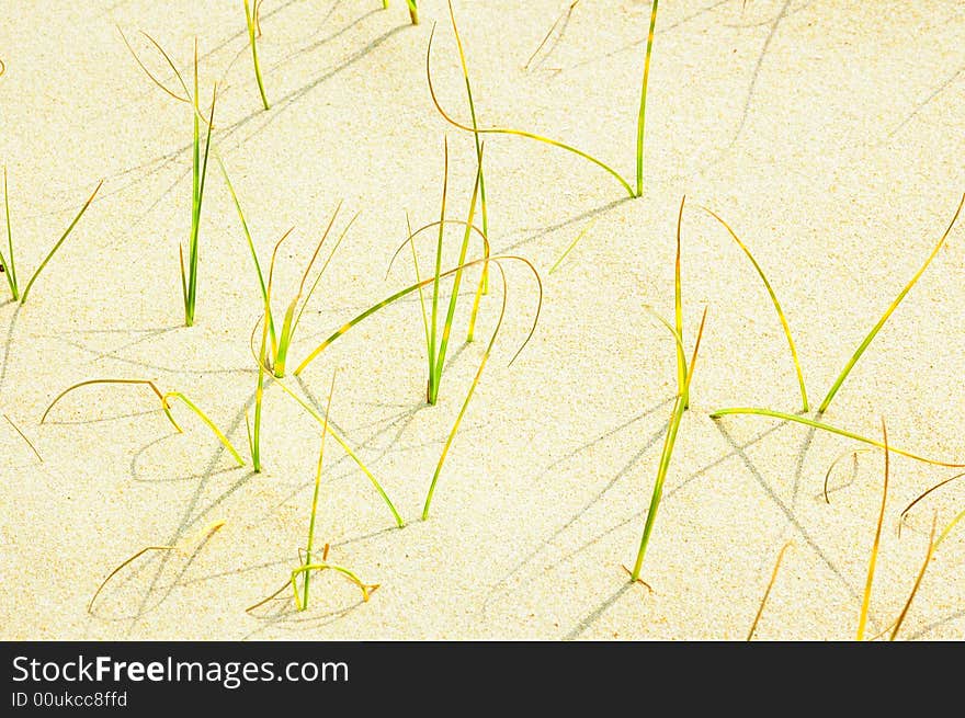 Small grass in sand beach