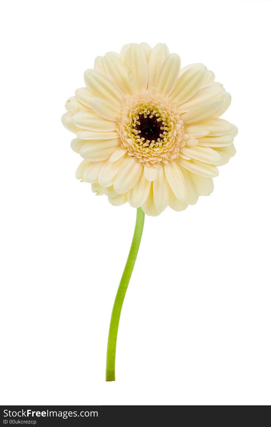 Beautiful creme colored gerbera isolated on a white background