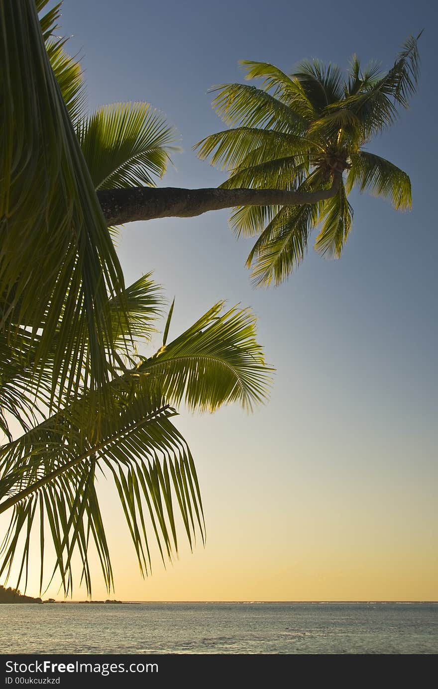 Coconut Trees On Moorea In South Seas