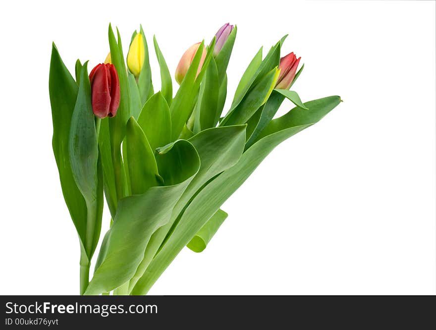 Colorful tulips isolated on a white background