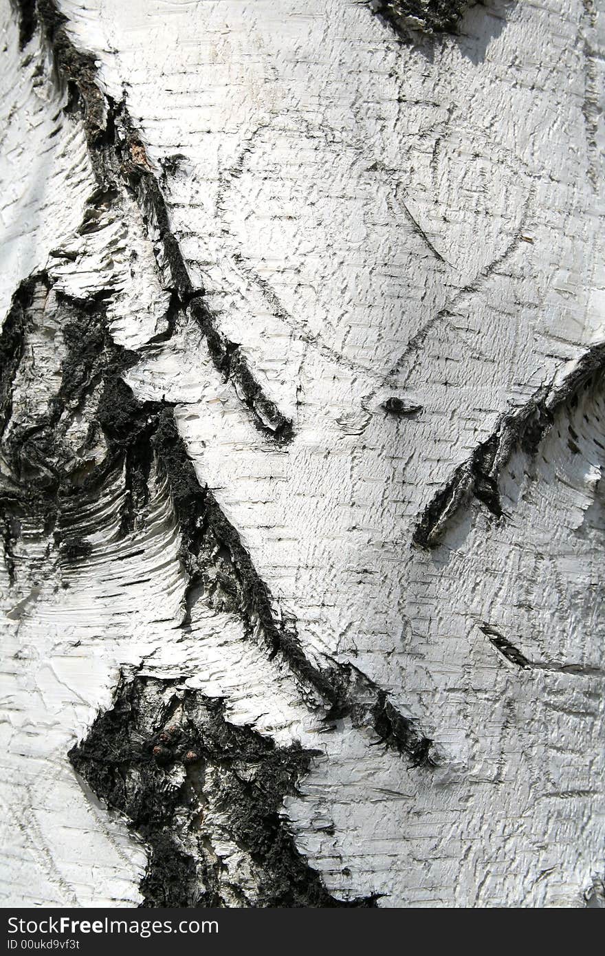 Texture from birch bark. background