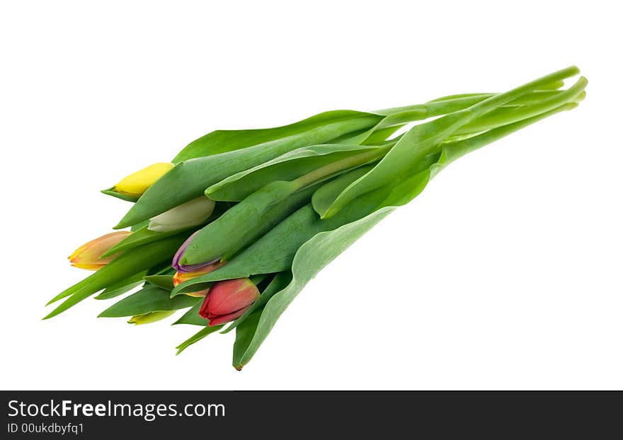 Colorful tulips isolated on a white background