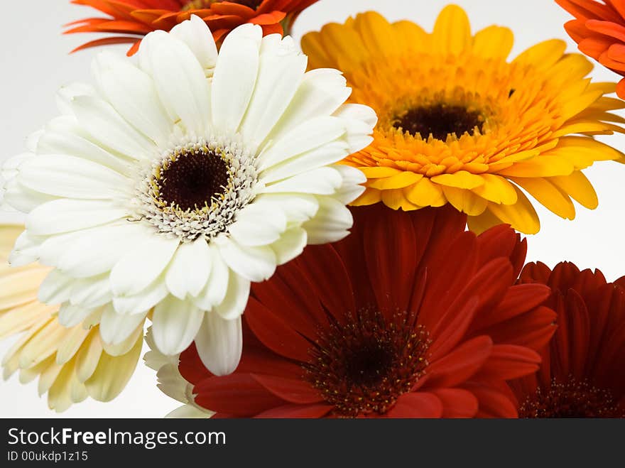 Colorful gerberas isolated on a white background