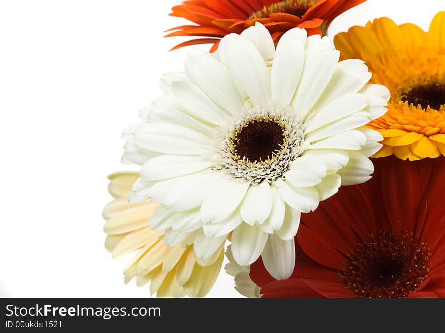 Colorful gerberas isolated on a white background