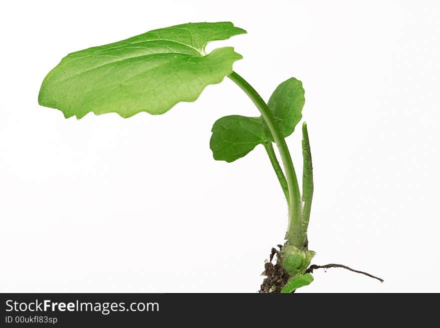 Spring plant isolated on white background