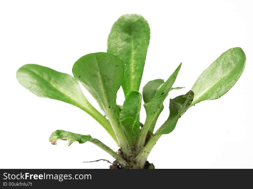 Spring plant isolated on white background