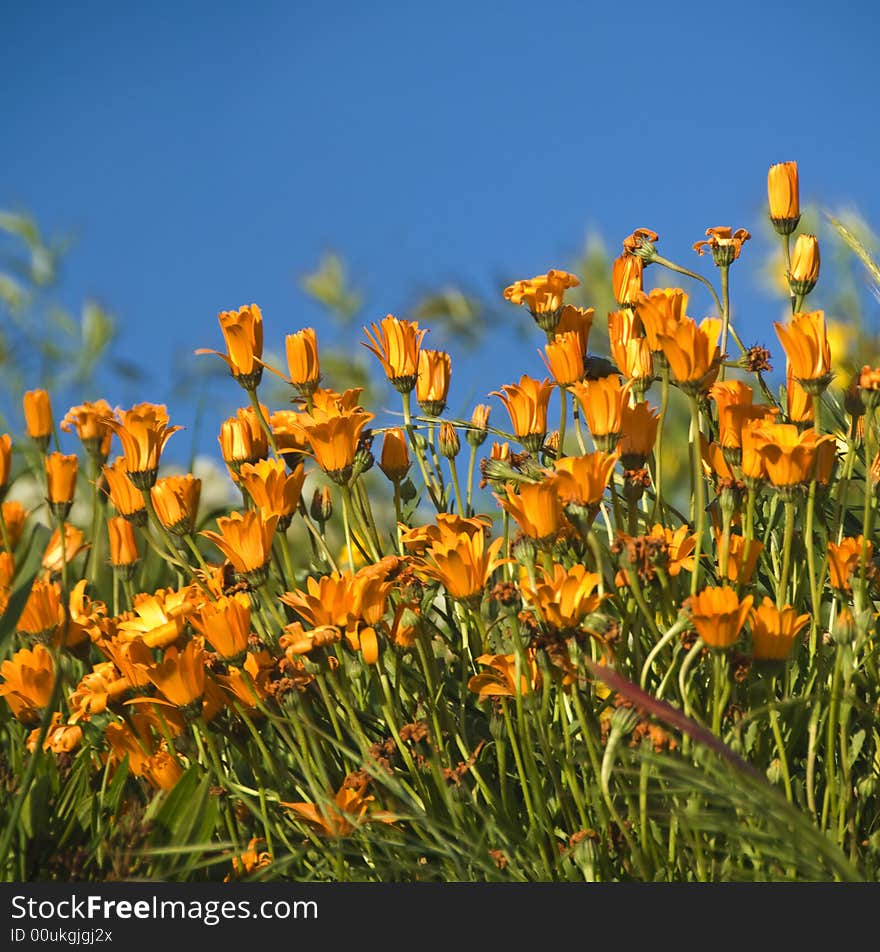 California poppies, srping time, usa