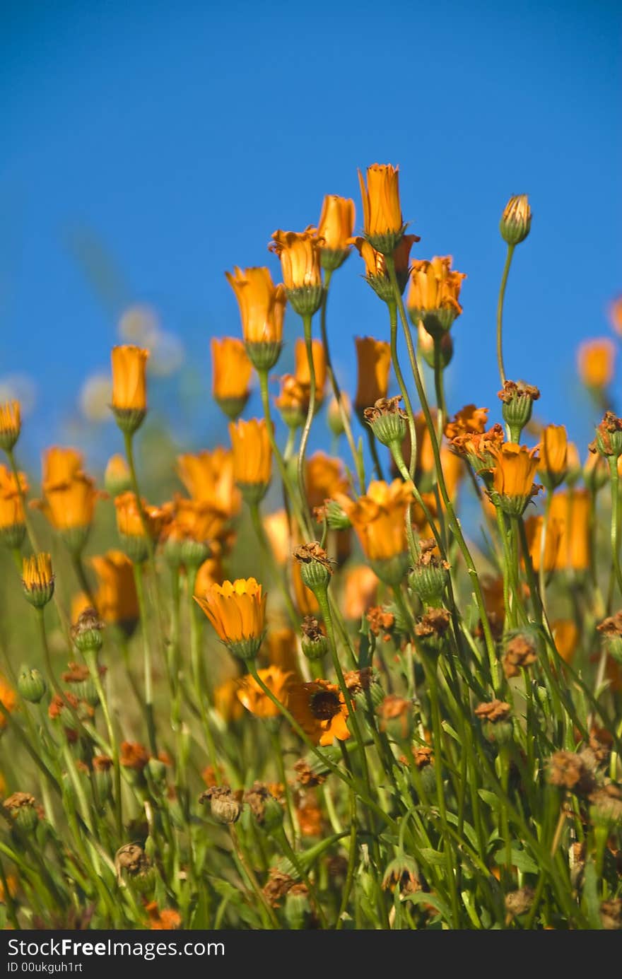 California poppies