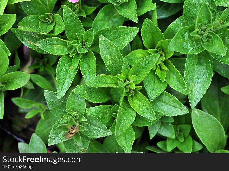 Green leaves close up shoot. Green leaves close up shoot.