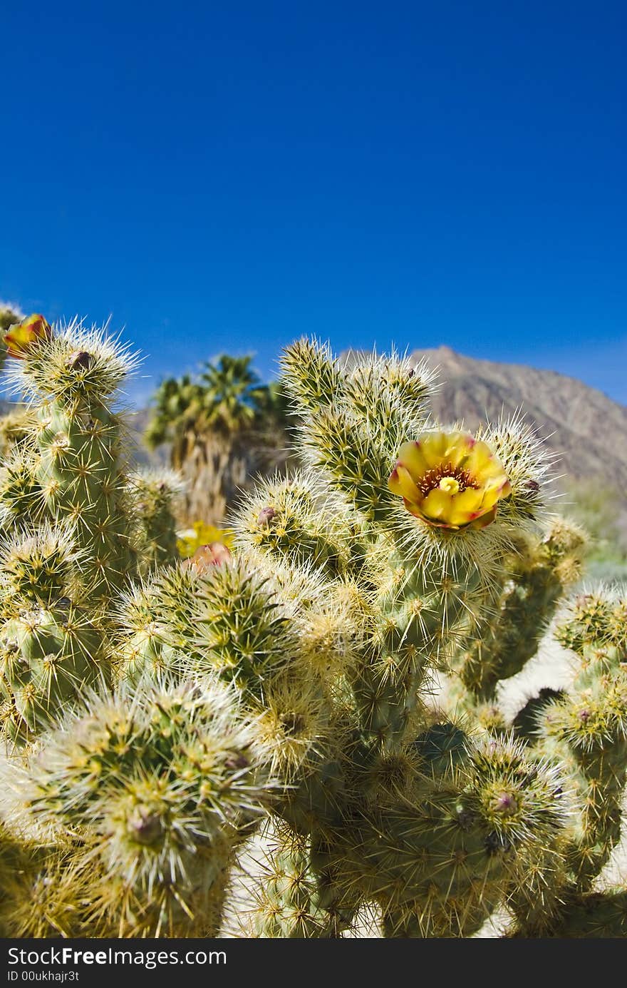 Wild flowers. Anza-Borrego Desert state park. California