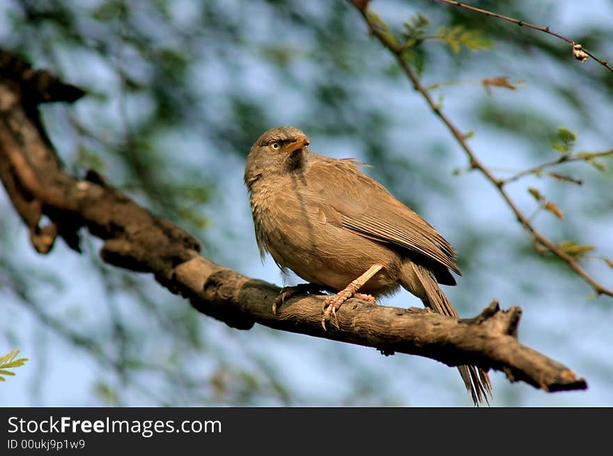 India: Bird in Rajasthan