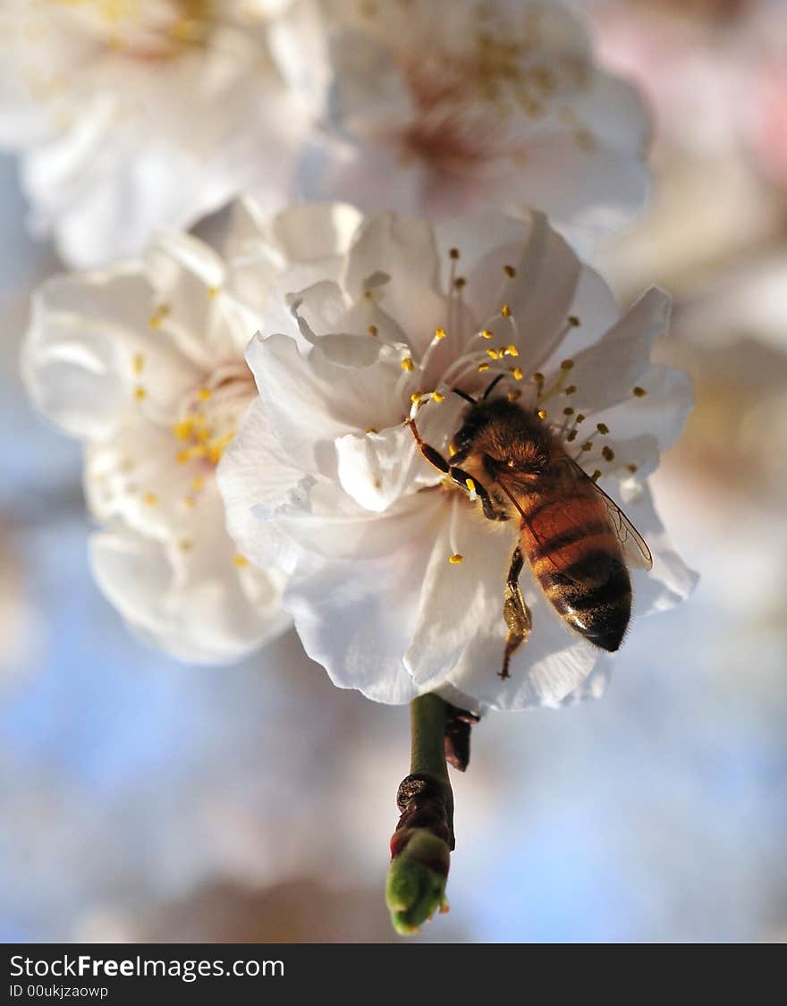 Bee and blossom