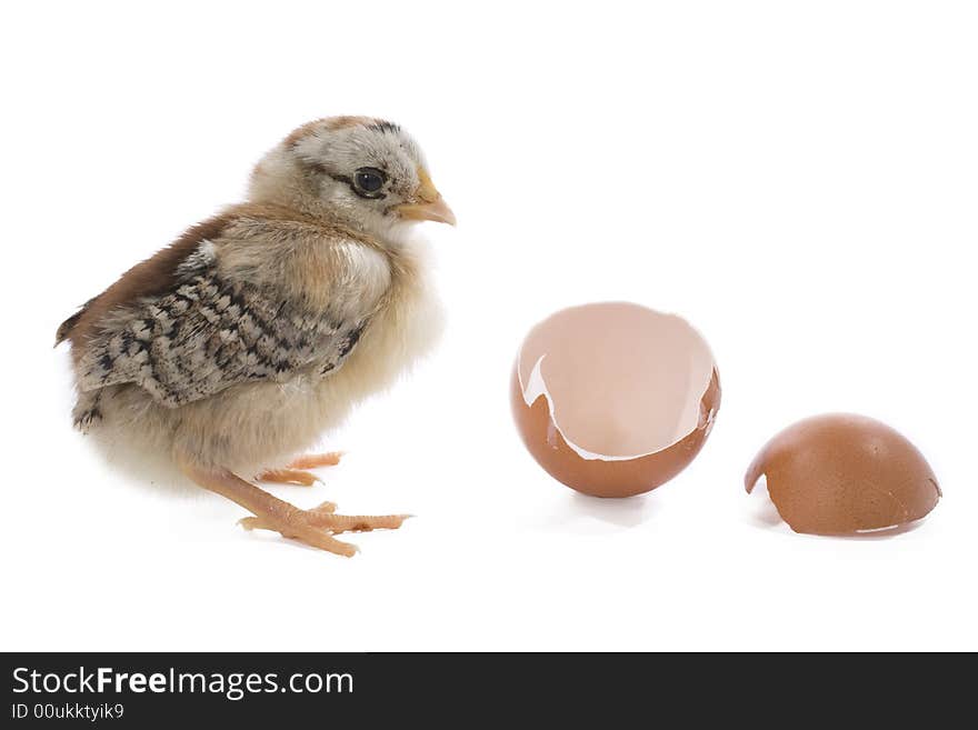 Brown newborn chick with egg. Brown newborn chick with egg