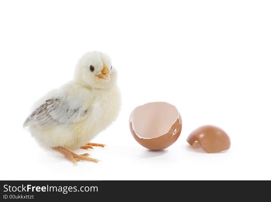 Yellow newborn chick with egg. Yellow newborn chick with egg